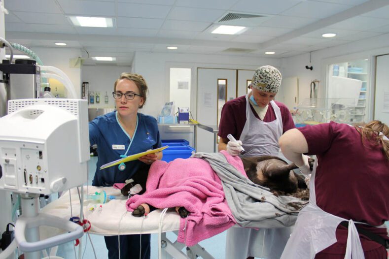 Veterinary nurse monitoring a dog under anaesthesia