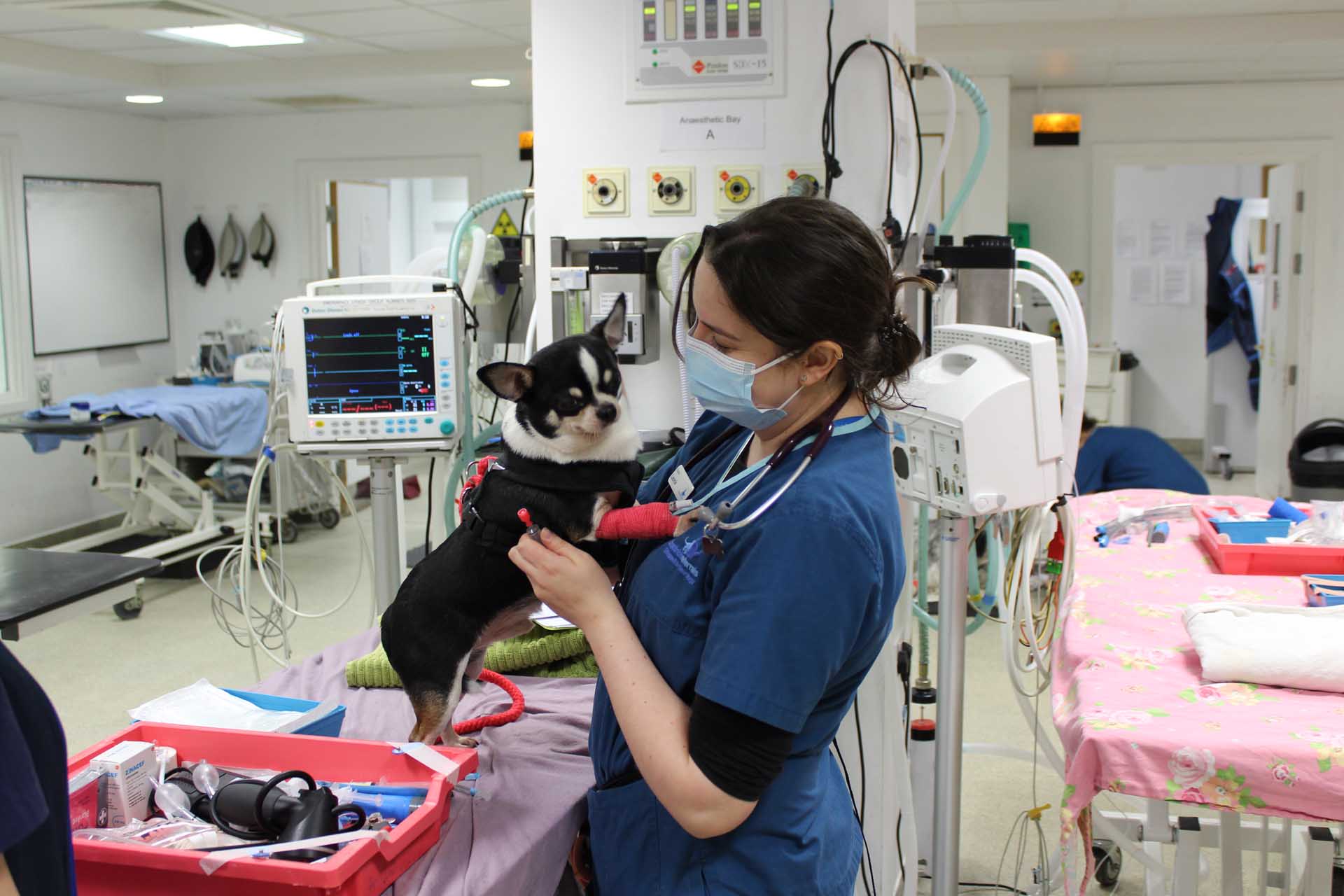 Veterinary nurse holding a small dog at the vets