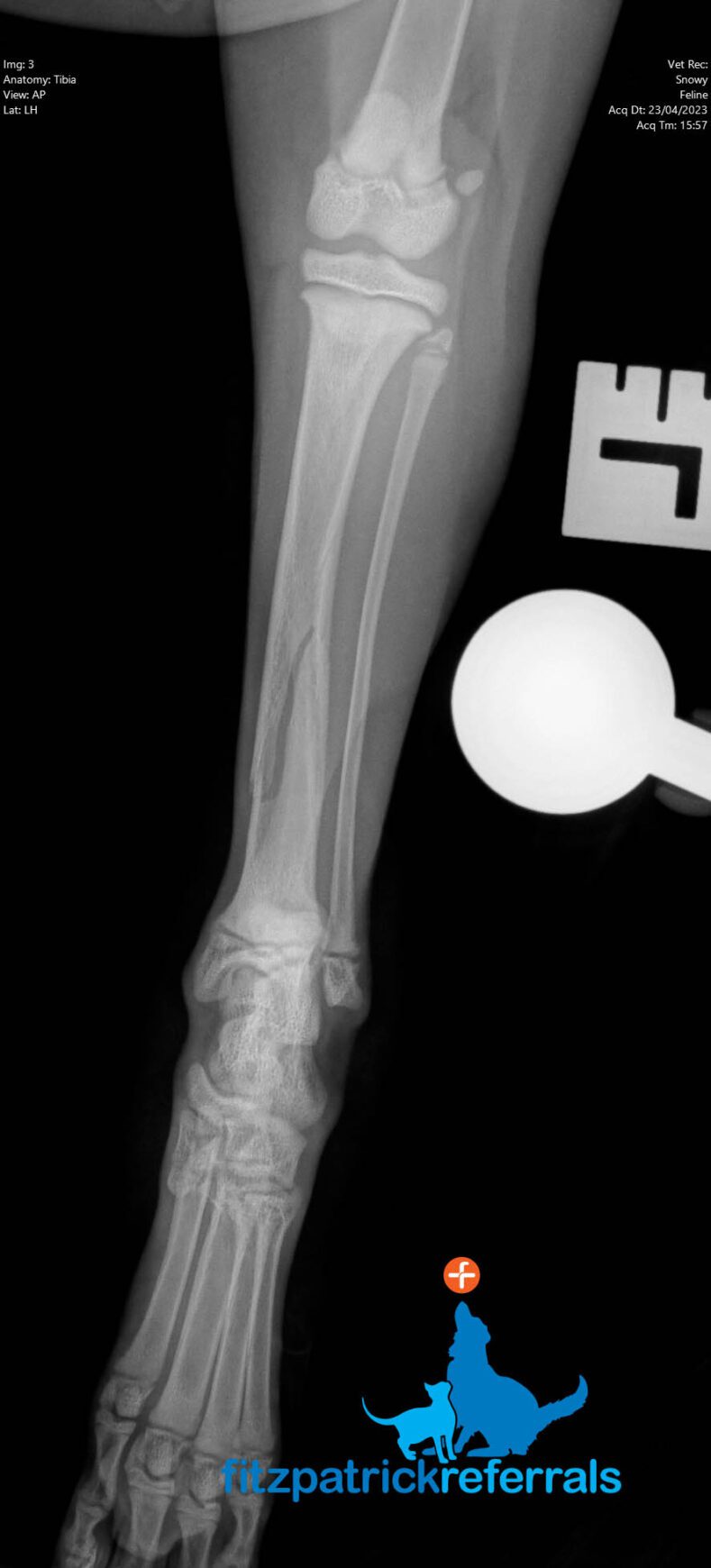 X-ray of cat's left tibial fracture
