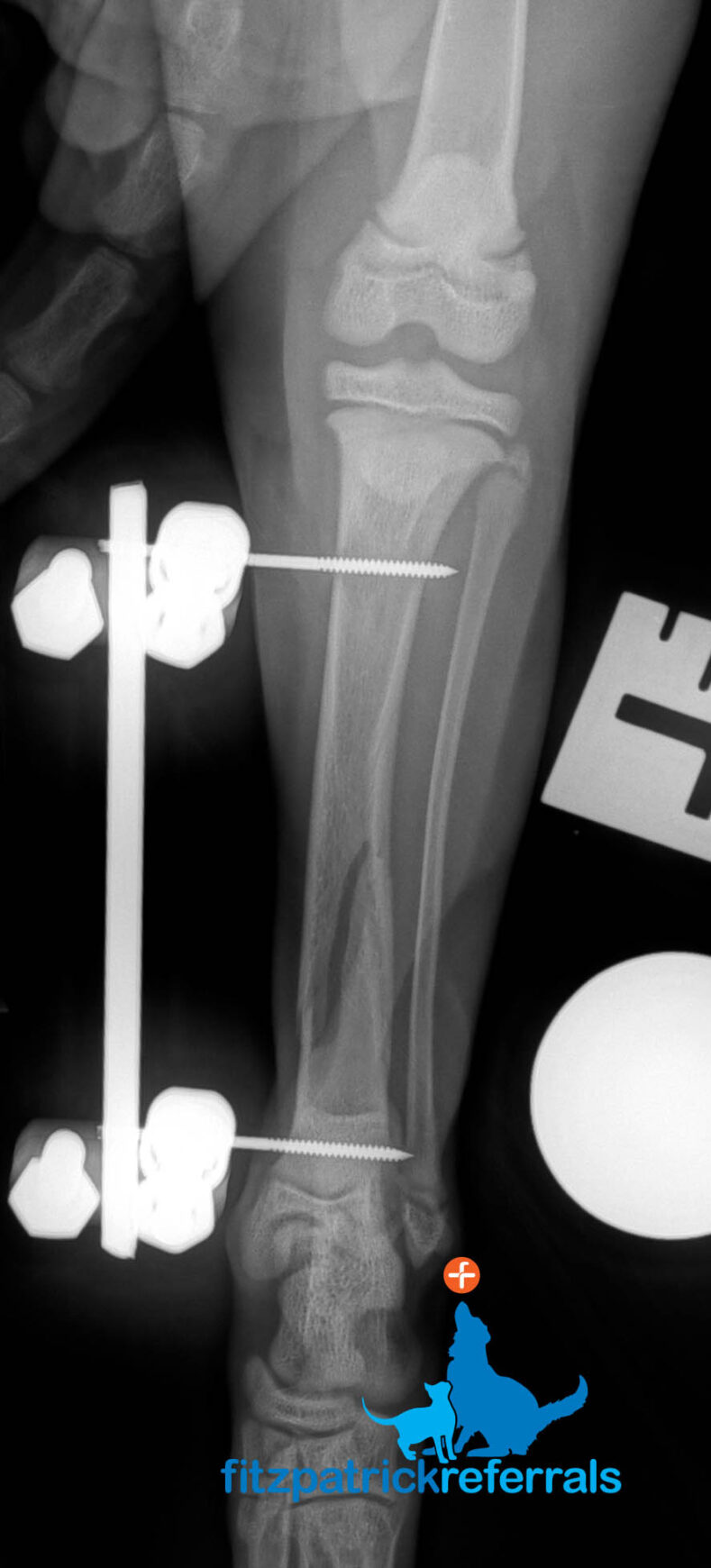 X-ray image of cat's fracture tibia repaired with external fixation