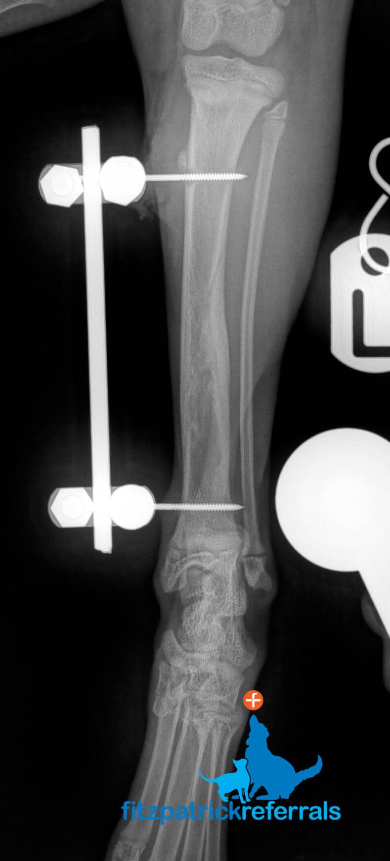 X-ray image of cat's hind leg and external frame