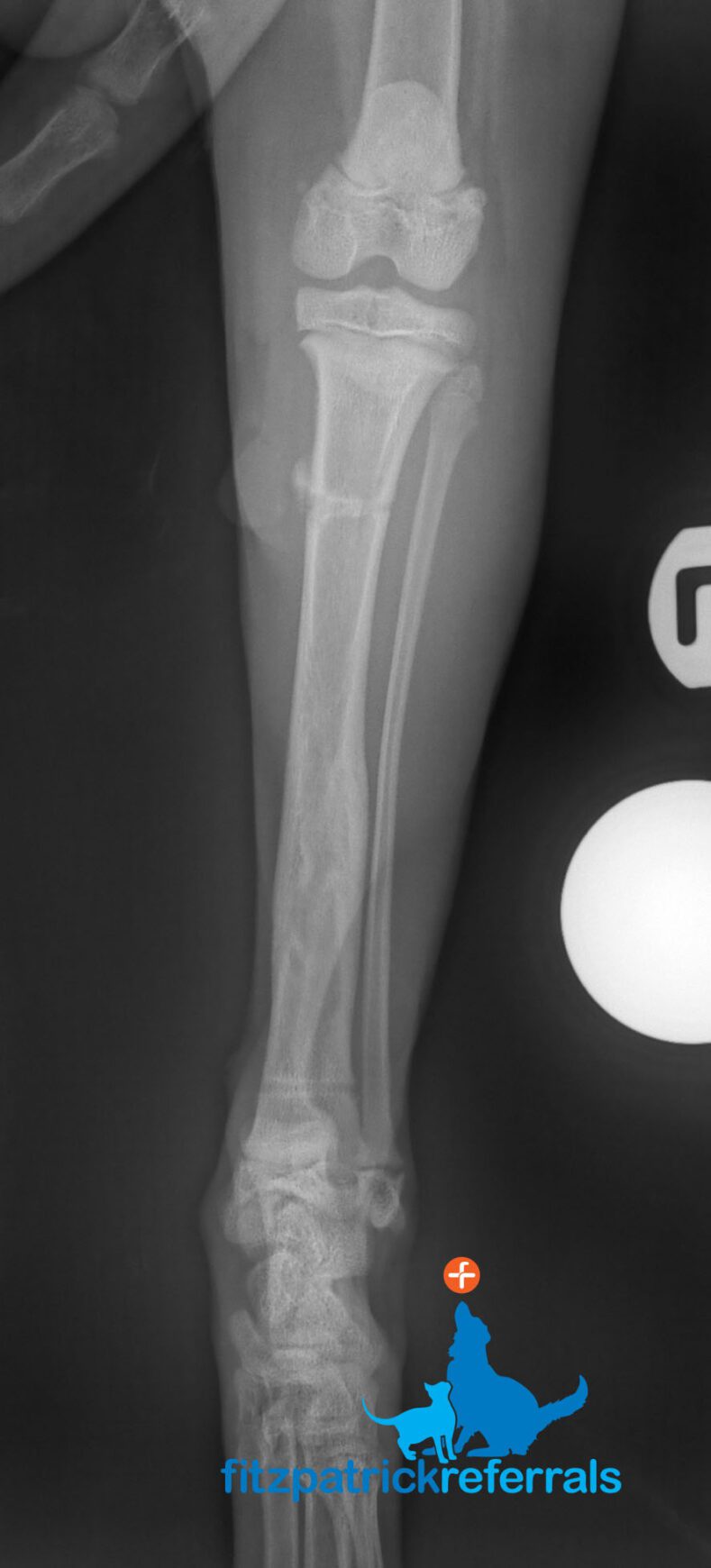 X-ray image of cat's hind leg