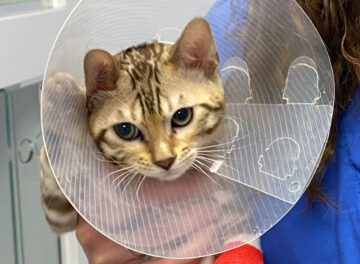 Bengal kitten wearing a cone at the vets