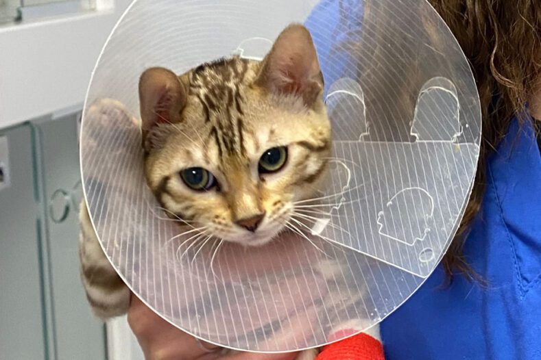 Bengal kitten wearing a cone at the vets