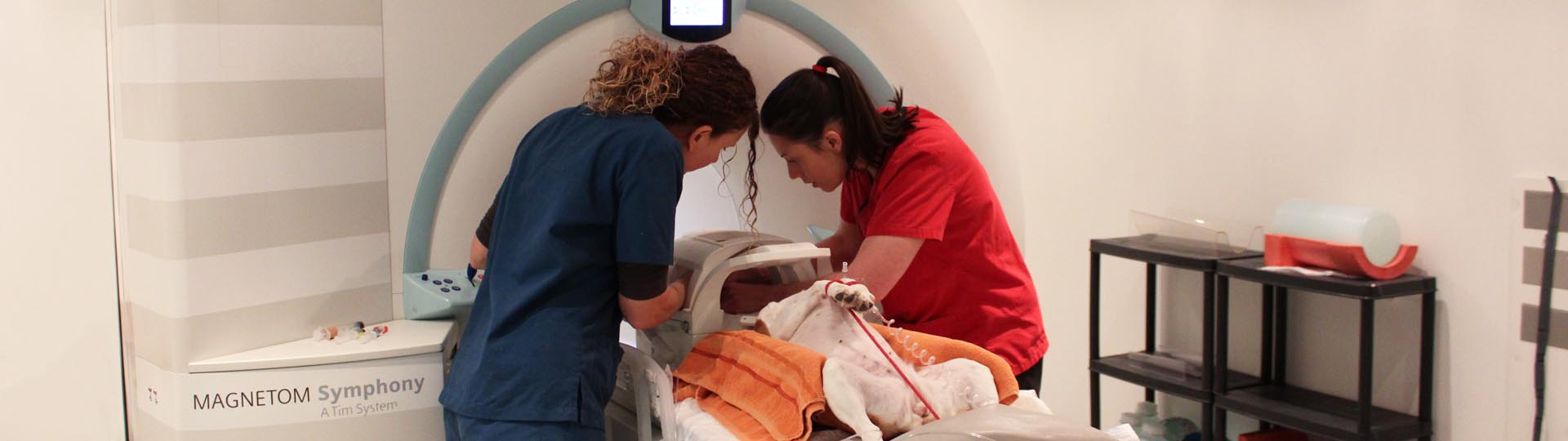 Registered Veterinary Nurse and Radiographer positioning patient in MRI scanner