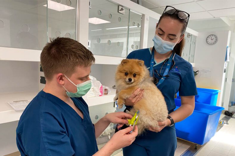 Two veterinary nurses giving pain relief to a dog