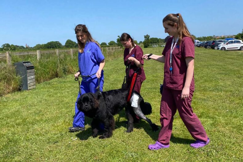 Newfoundland dog being supported walking outside on the grass by vets following total hip replacement surgery