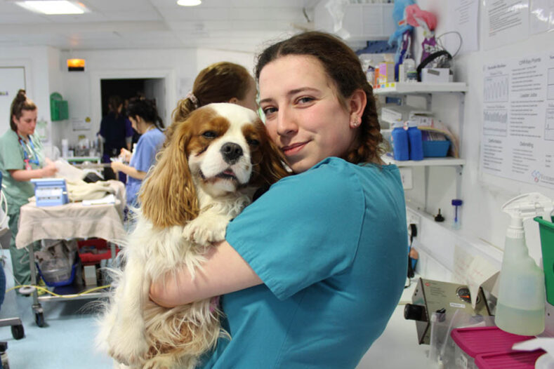 Veterinary Nurse holding a Cavalier King Charles Spaniel