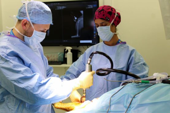 Veterinary specialist performing TPLO surgery in theatre