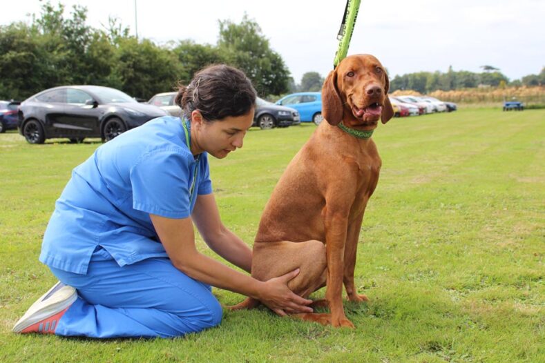 Physiotherapist outside with dog