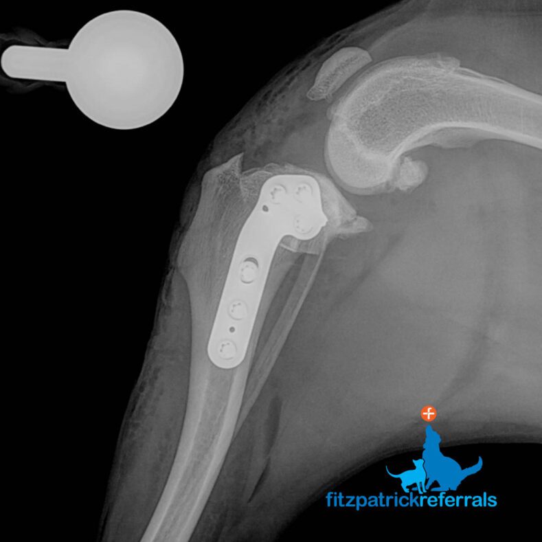 Radiograph of left tibia following TPLO surgery