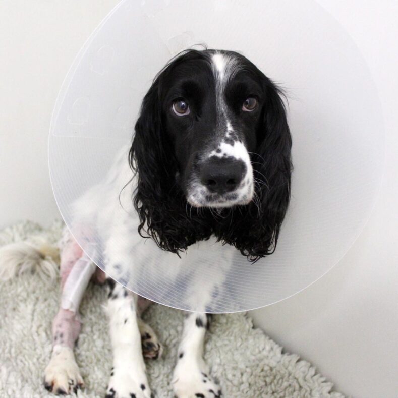 Black and white springer spaniel recovering in cone from bilateral TPLO surgery