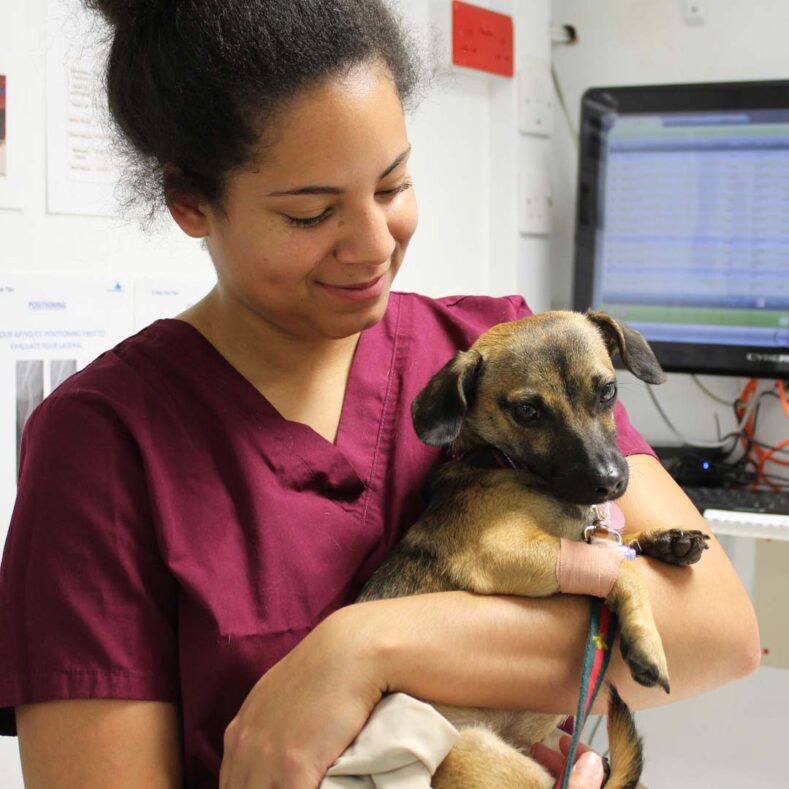 Veterinary Care Assistant holding a Jack Russell patient