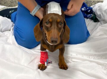 Dachshund being supported by physiotherapist following spinal surgery