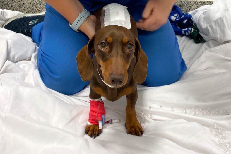 Dachshund being supported by physiotherapist following spinal surgery