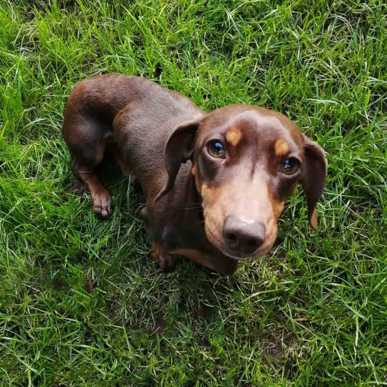 Brown and tan miniature dachshund sitting on the grass