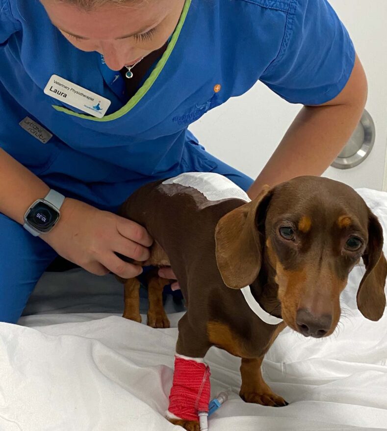 Dachshund having physiotherapy assessment 1 day after intervertebral disc extrusion surgery (IVDE)