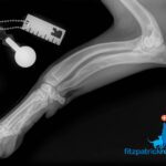 Radiograph of dog with antebrachial growth deformity