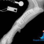 Radiograph of dog following surgery to correct antebrachial growth deformity