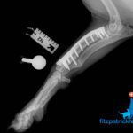 Radiograph of dog 12 weeks after surgery to correct antebrachial growth deformity
