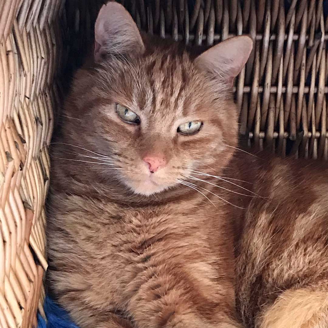 Cat sitting in basket