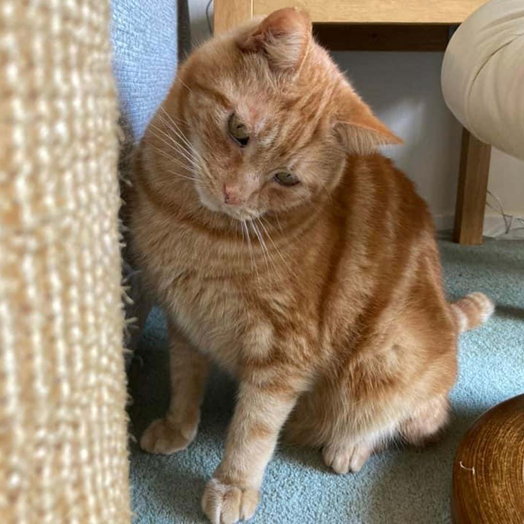 Ginger cat looking down at floor