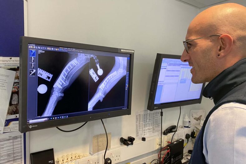Orthopaedic Registrar Mario Coppola reviewing x-rays