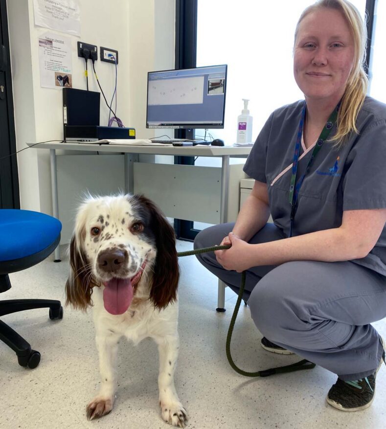 English Springer Spaniel 12 weeks post ABGD correction surgery with nurse