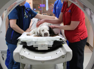 English Springer Spaniel being positioned in a CT scanner
