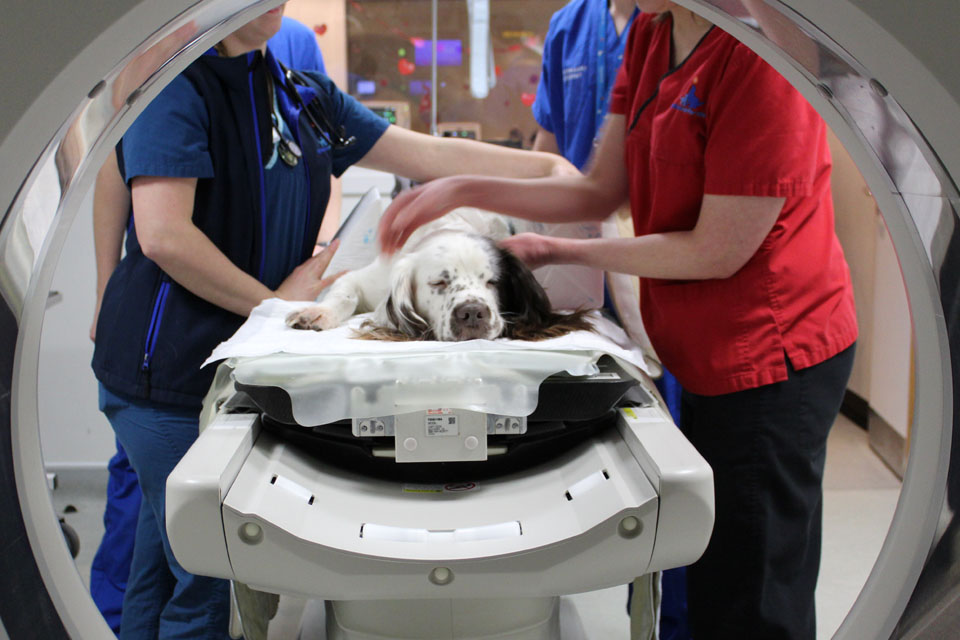 English Springer Spaniel being positioned in a CT scanner