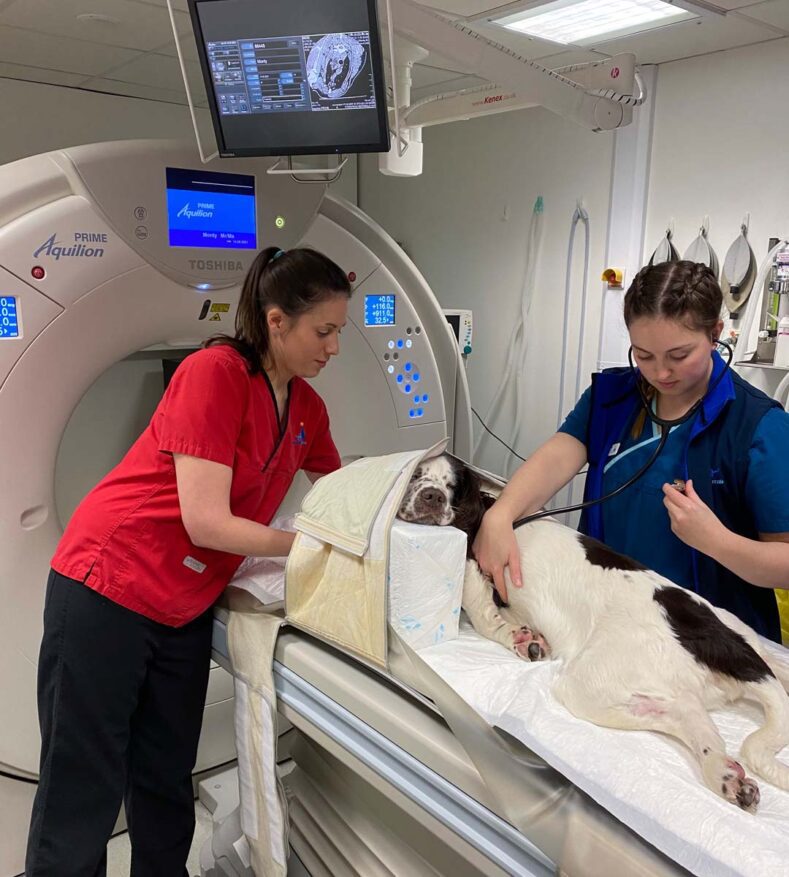 Dog being positioned in a CT scanner by radiographer and vet nurse