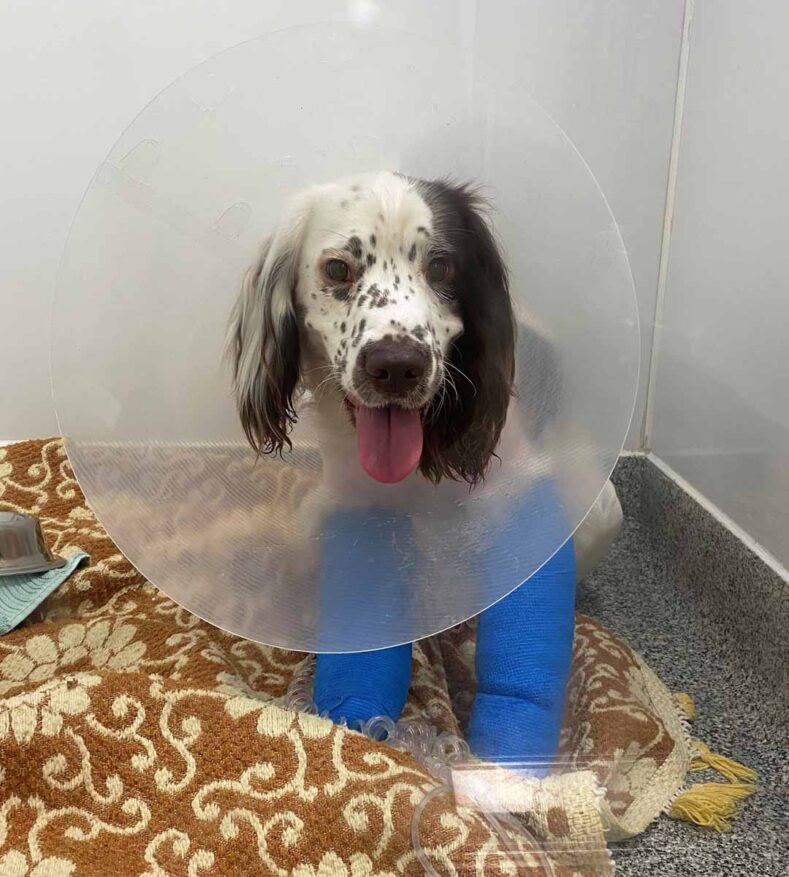 Dog wearing a cone in wards after antebrachial growth deformity surgery