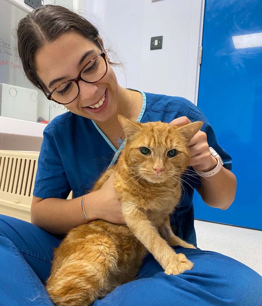 Cat being fussed by veterinary nurse