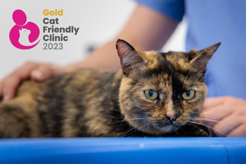 Cat contently sitting on table at vets