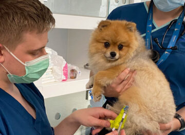 Veterinary nurse injecting pain relief to a dog in wards