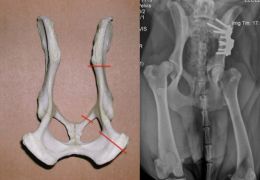 Hip dysplasia
