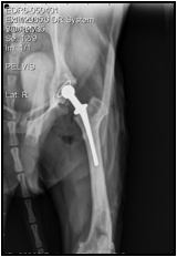 Fitzpatrick Referrals - ‘Nano’ total hip replacement in Yorkshire Terrier