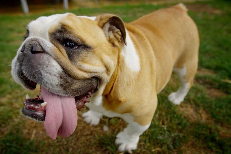 Lois looking thin and fit! Lois' story - TPLO surgery
