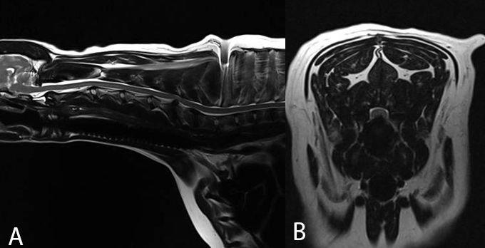 MRI Examination of a dog with Wobblers Syndrome. Cervical spondylomyelopathy (wobbler syndrome)